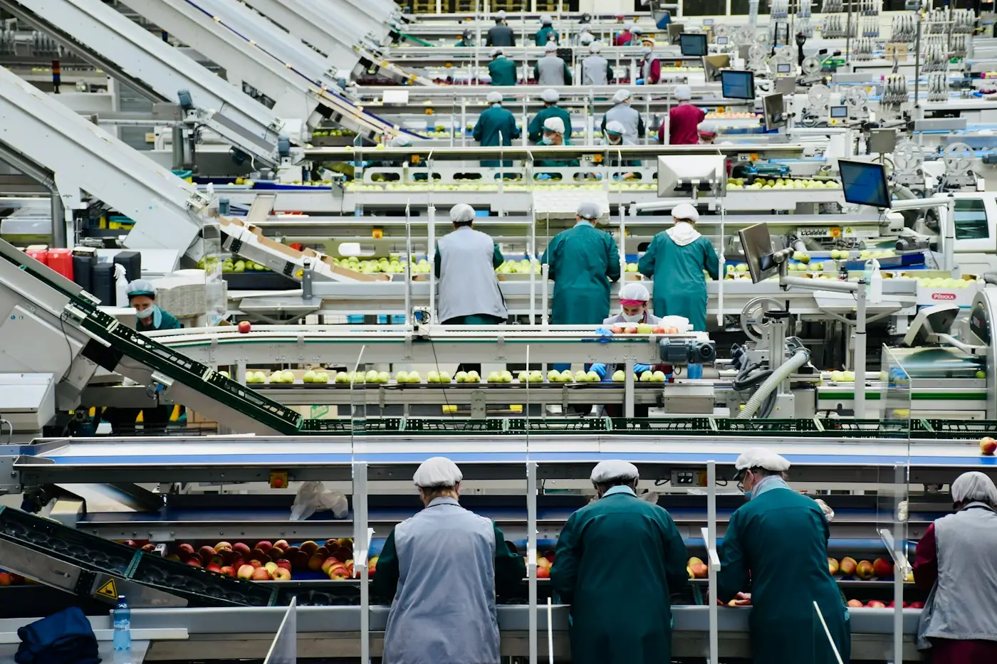 食品加工ラインで農産物を選別する作業者